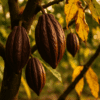 Cocoa Shortage Is Driving Chocolate Prices to Historic Highs